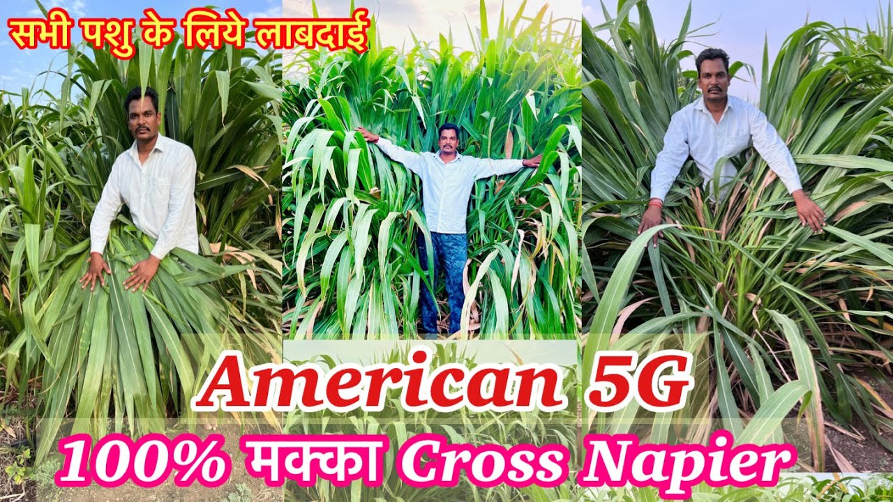 मक्का क्रोस नेपियर #अमेरिकन5जी #American5G #Napier Grass  ना काटा ना खुजली एकदम मुलायम घास #grass