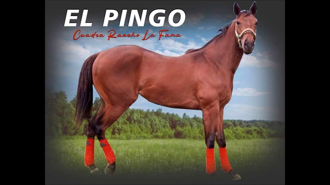 El Pingo - El Chuny Gonzalez