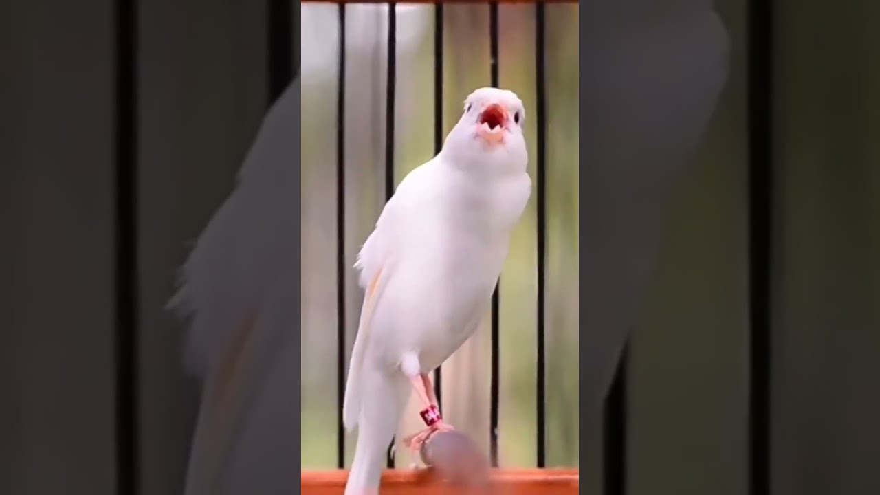 canary singing#canarybelga #canarylover #viralvideo #viral #foryou
