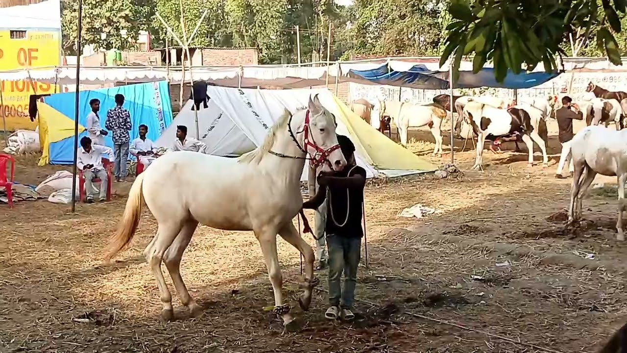  dewa Horse dance dewa mala ki video horse   #dewa #mala #kanpur #Farhan_vlog_ger #Farhanvlogger1234