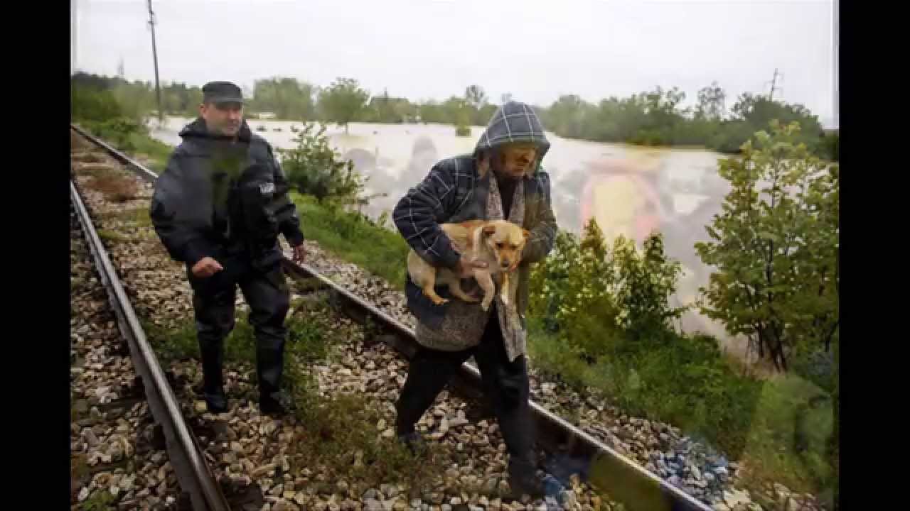 Animal rescue, floods in Serbia 2014