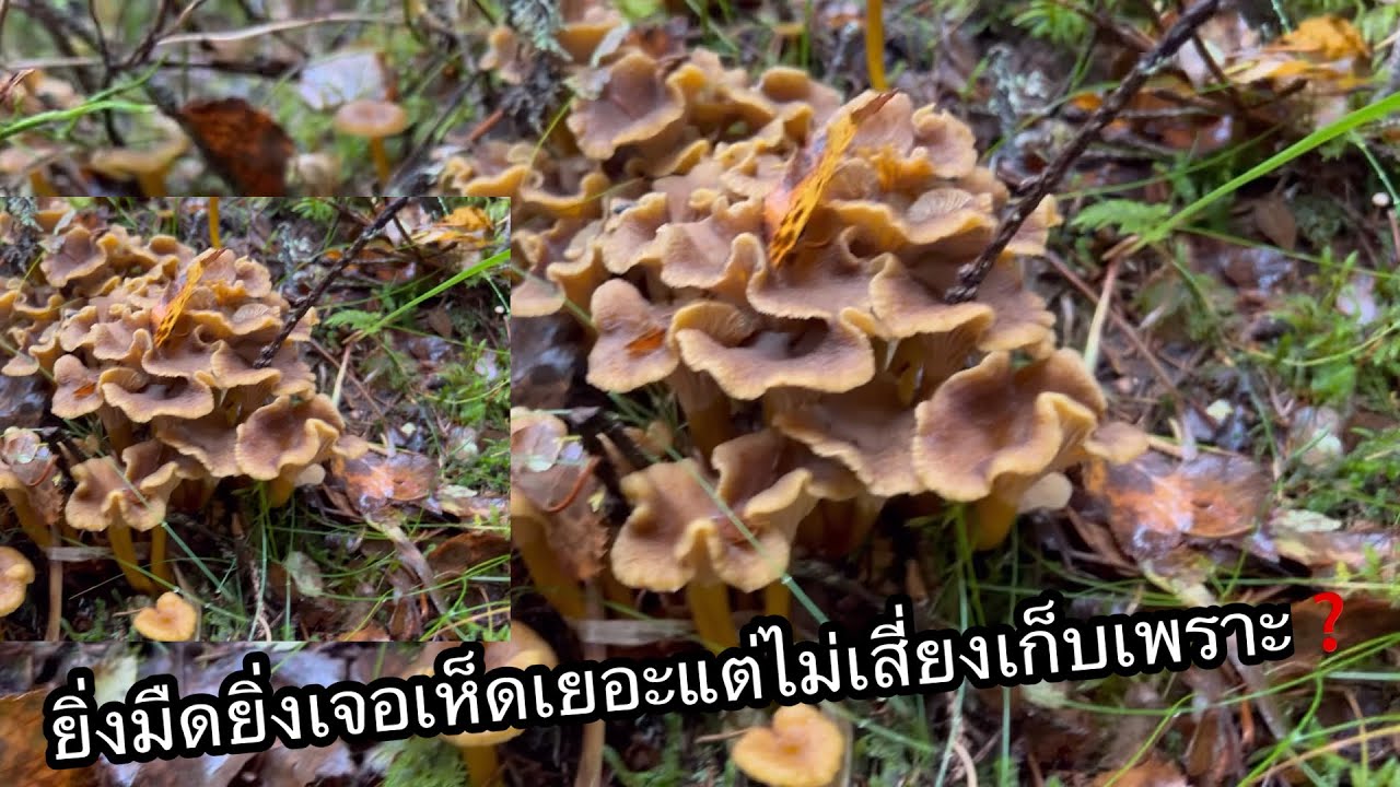 ep16#ยิ่งมืดยิ่งเจอเห็ดเป็นกอแต่ไม่เสี่ยงเก็บเพราะ❓