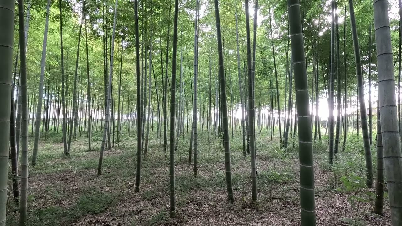 Autumn Bamboo Forest on a Clear Day | Japan