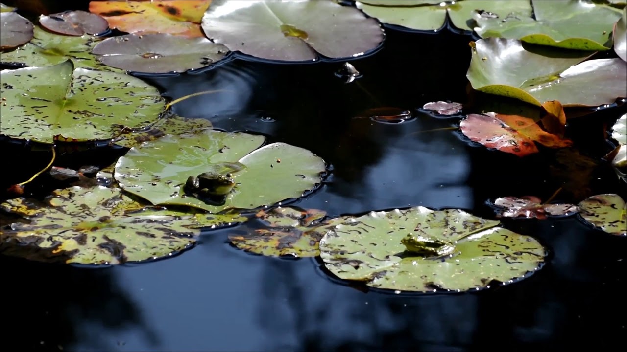 Frogs (With Bird Noises)