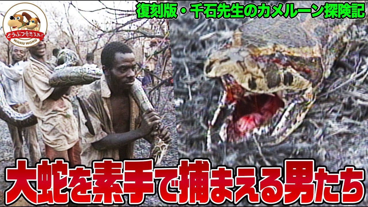 【復刻版】6ｍ超のニシキヘビを素手で捕まえる男たち！アフリカ最古の森で貴重生物が続々！千石先生のカメルーン探険記を小島一慶のオリジナルナレーションで!!【どうぶつ奇想天外／WAKUWAKU】