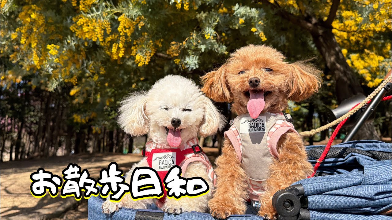 ミモザに囲まれて春を満喫するトイプードル姉妹