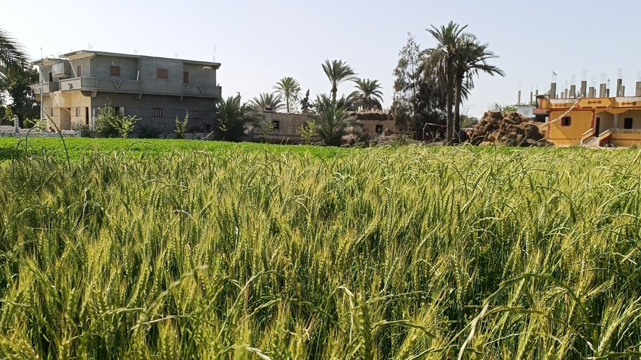 اربع فدادين الا تلت للبيع عليهم بيت على دورين ملك نهائي الاسماعيليه القنطره ابو خليفه