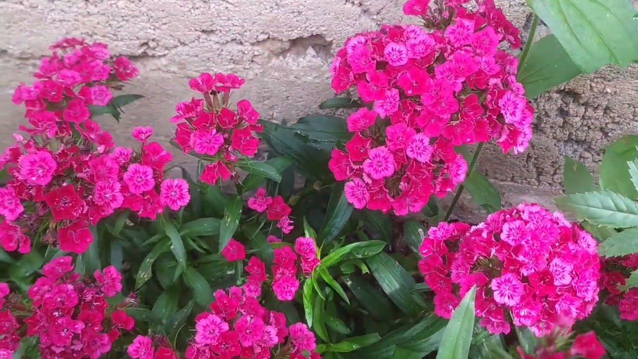 🌟HÜSNÜ YUSUF çiçeği bakım✔️ sulama✔️ çoğaltma ✔️ bahçe çiçekleri#keşfet #flowerlovers #garden