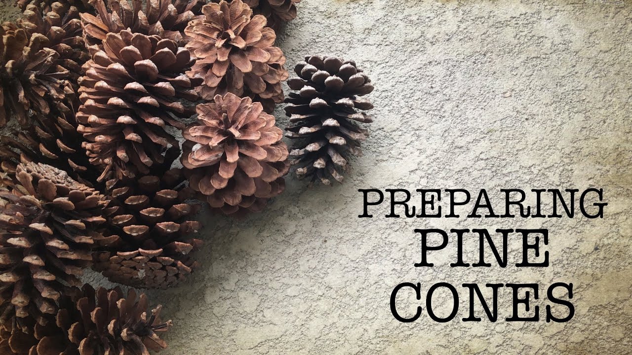 How To Prepare Pinecones For Crafting|Baking|Getting Rid Of Bugs