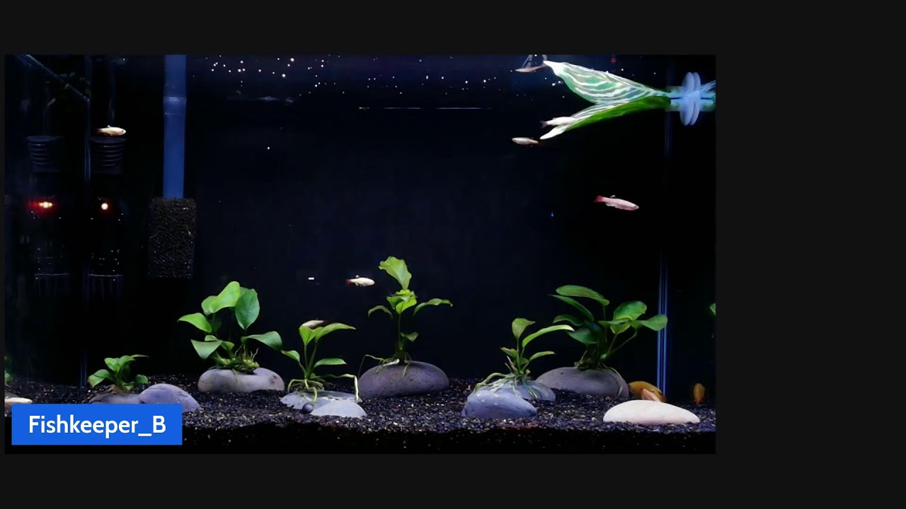 Live 10-Gallon Nano Community: Honey Gourami, White Clouds, Amano Cleanup Crew
