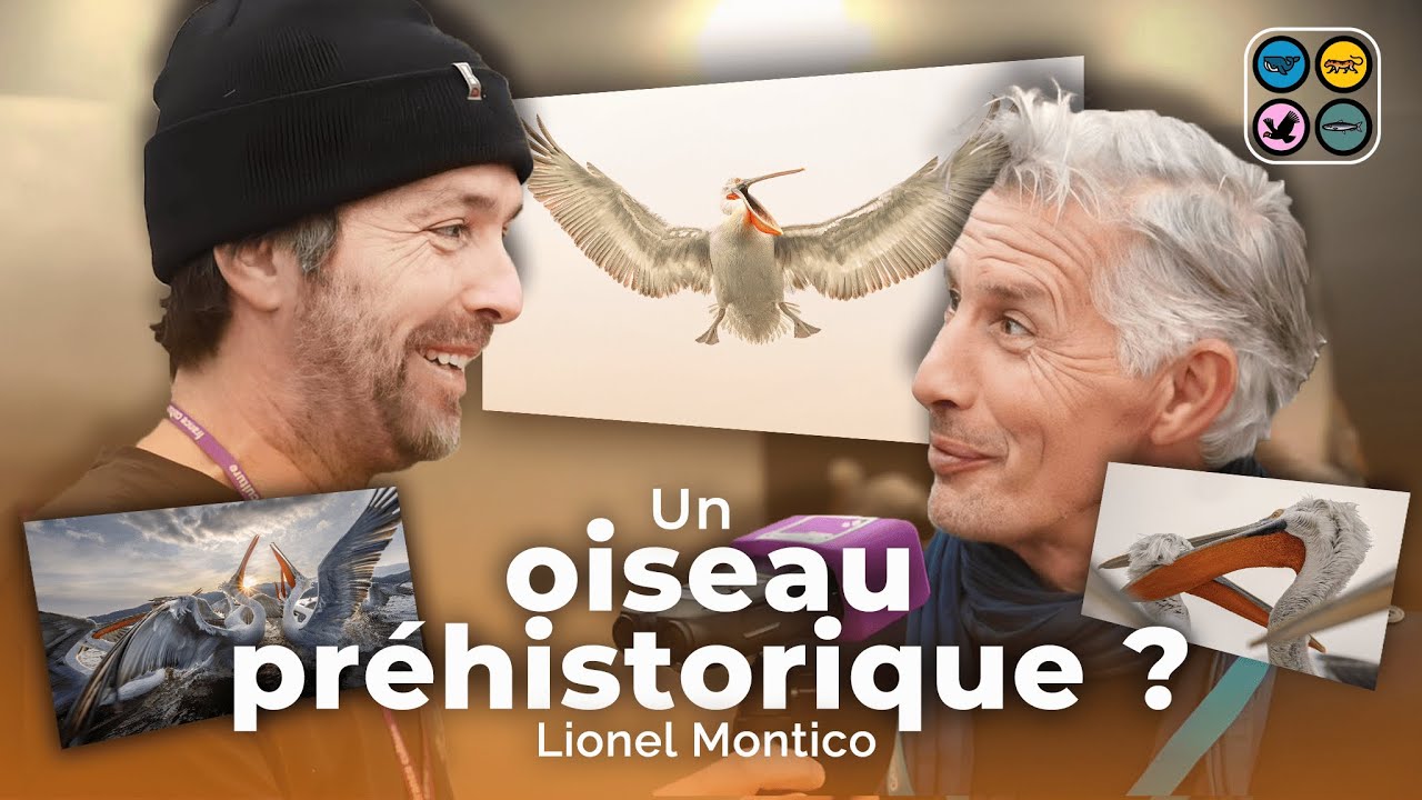 Les Pélicans frisés - Lionel Montico - Festival de la photographie animalière - MONTIER 2023