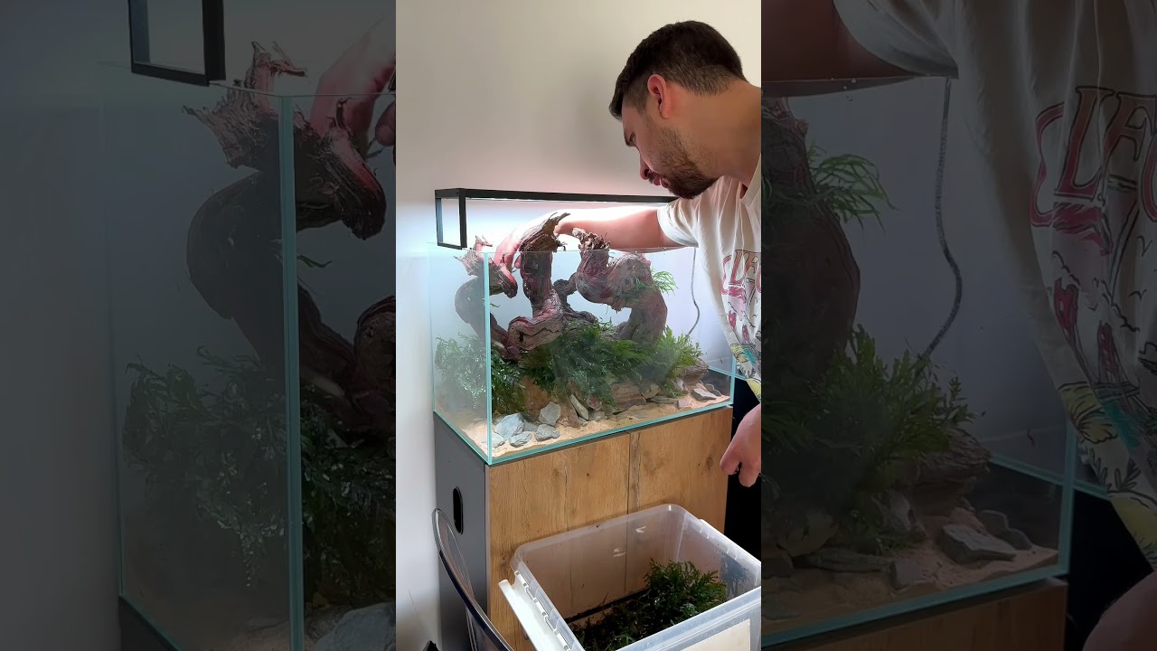 The double 60P aquascape full aquarium project, Iwagumi and Nature style, Aquael Ultrascape