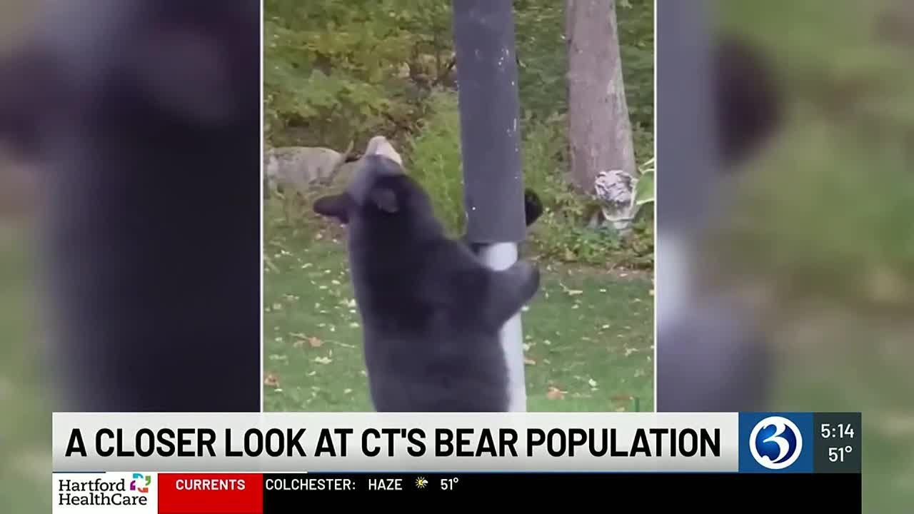 A closer look at CT's bear population
