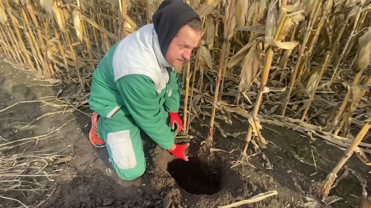 Внесення калію та фосфору за безвідвального обробітку