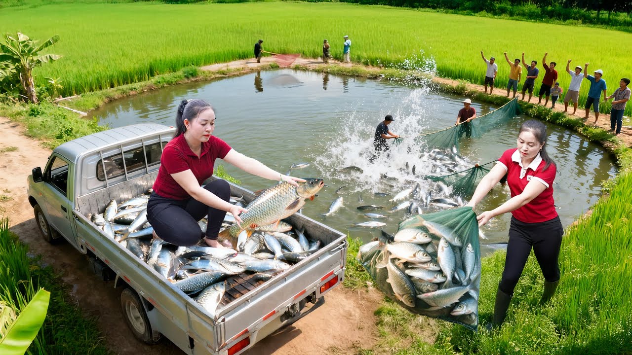 Harvesting Giant Grass Carp | Trucks Carry Big Fish to Countryside Market | Tieu Hue Daily