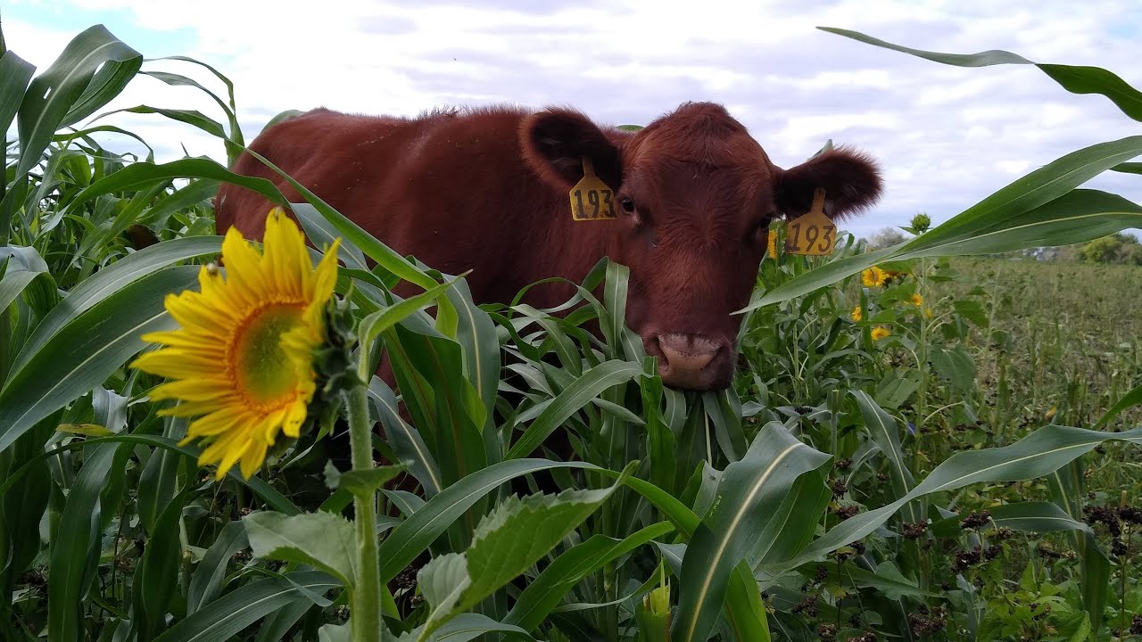 Chickens, Cows & Sunflowers