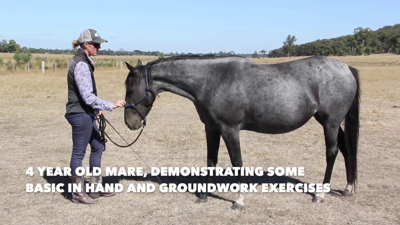 Classical Horsemanship - Basic Exercises.