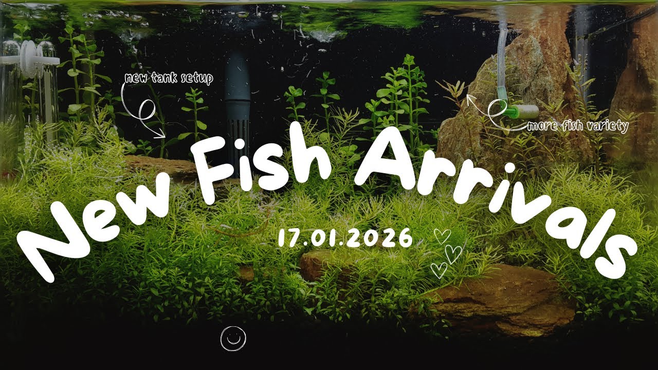 New Fish Stock 17-01-2026 | Swarada Aquatics | New Arrivals | Aquarium Fish | Freshwater Aquarium
