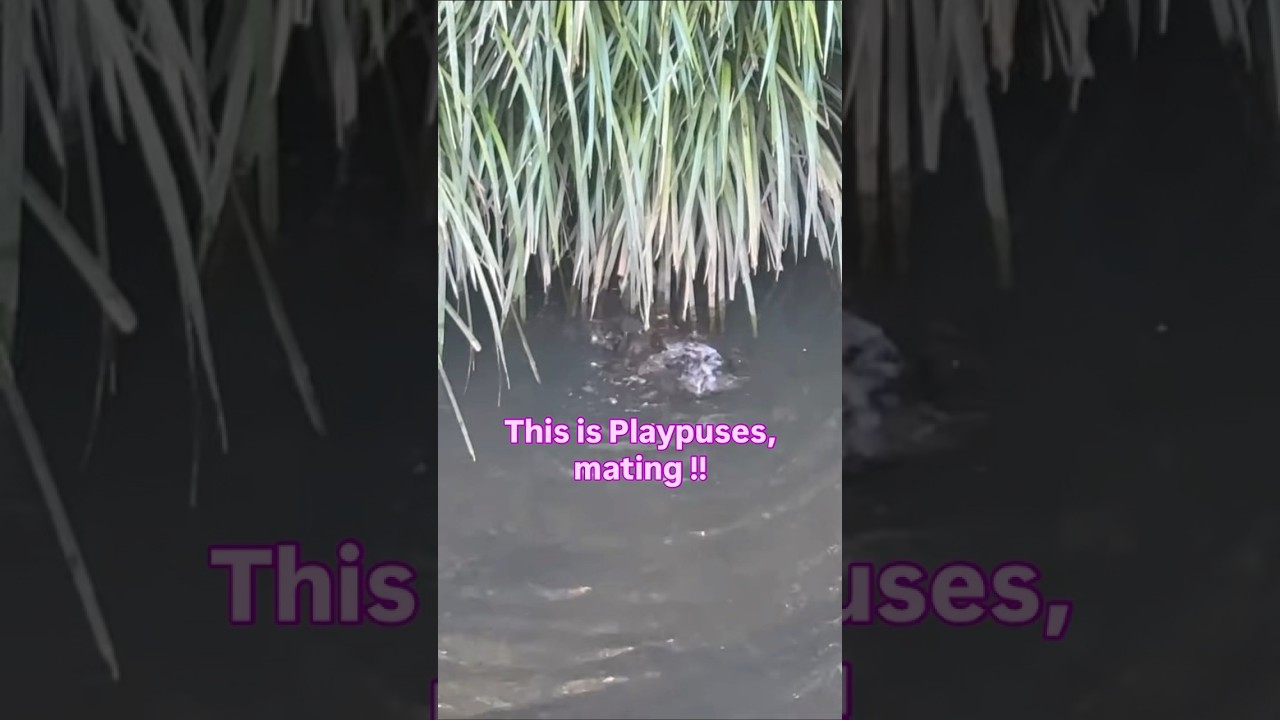Yes or no? The Platypus dance worked ? 