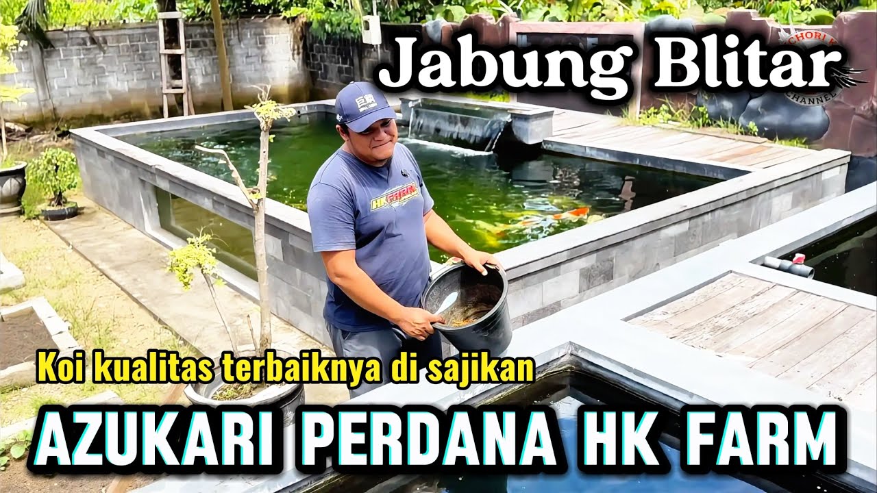 Awalnya dikira koi import kalau lihat kualitas nya,ternyata koi lokal 😍😍 azukari perdana HK FARM