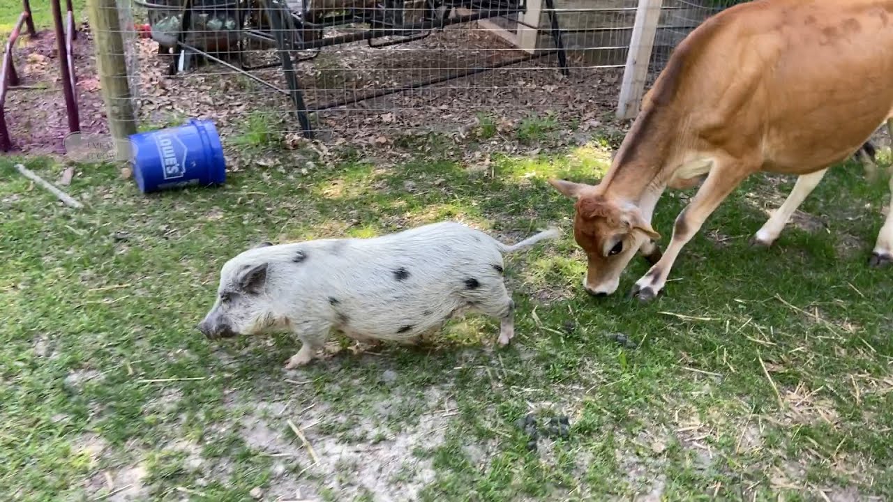 Wee, Wee, Wee! Cows chase Pumpkin Pig All the Way Home!