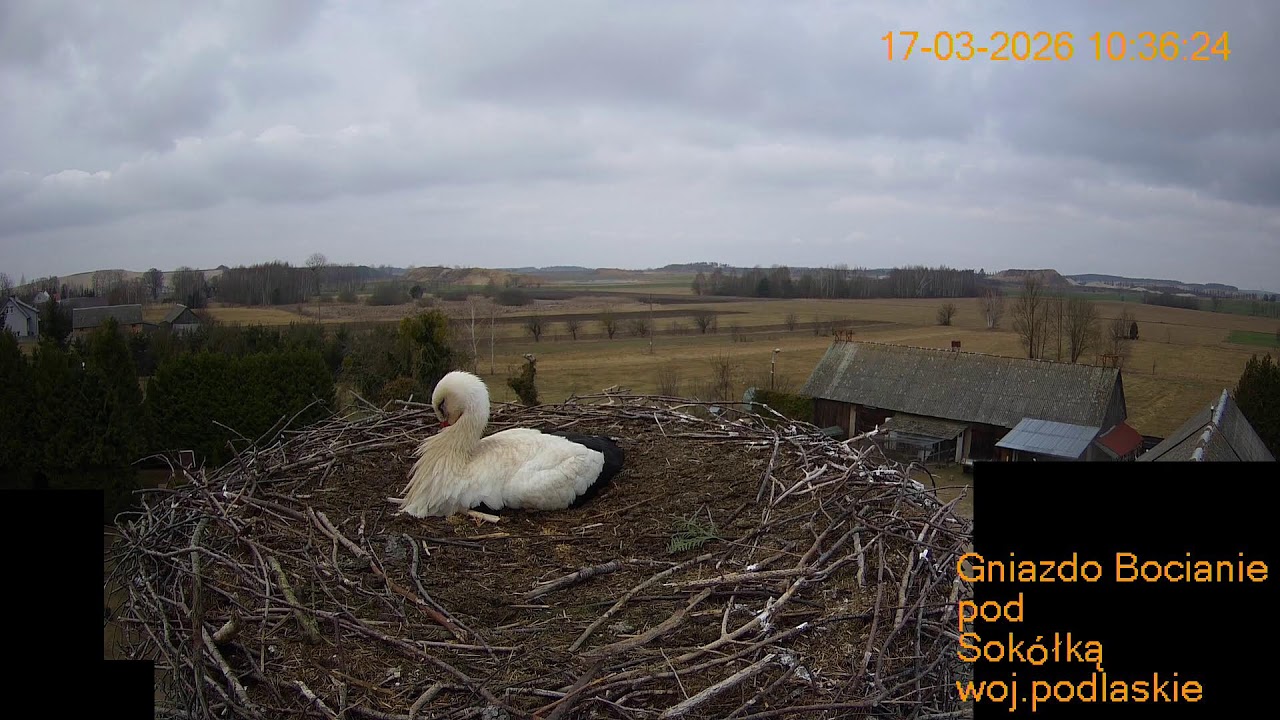 Gniazdo Bocianie pod Sokółką - na żywo.