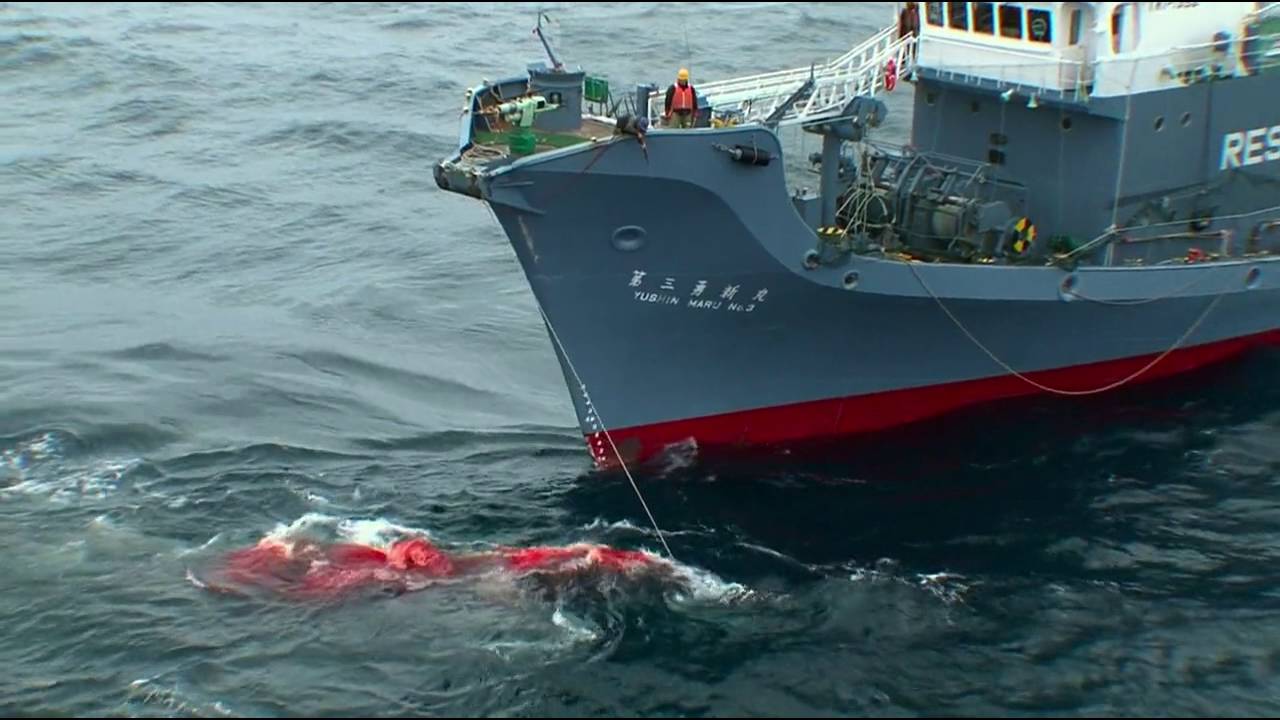 Racing Extinction 2015