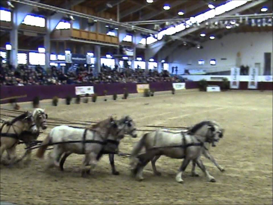 Pokaz ogier&oacute;w w Neustadt Dosse, zaprzęg kucy, luty 2015