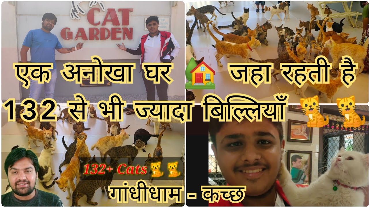 Cat Garden Gandhidham Kutch एक अनोखा घर 🏡 जहा रहती है 132+ बिल्लियाँ 🐈🐈😍Best Place to visit in Kutch