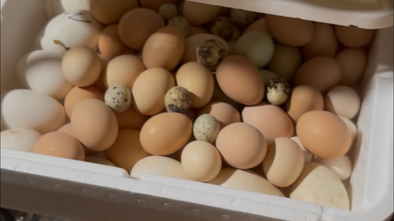 3/8/26 Incubating Quail, Geese 🪿, Chicken in Little Giant 11300 Deluxe | Over 70 stacked eggs 