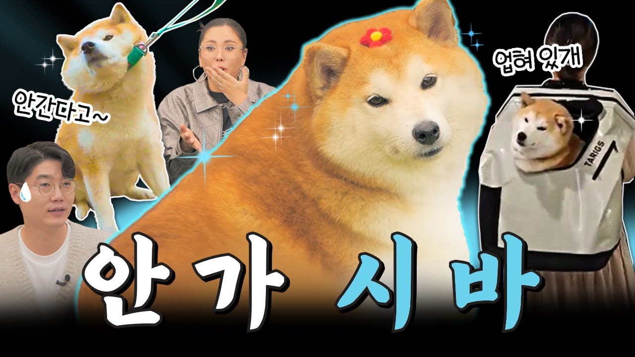 [ENG] ※강아지 산책※ 절대 이렇게 하지 마세요!! 설채현의 초특급 솔루션은⁉️  [다이어트 하개?!] EP.01 #동물농장 #푸바오 #시바견 #설채현 #가비 #반려견 산책