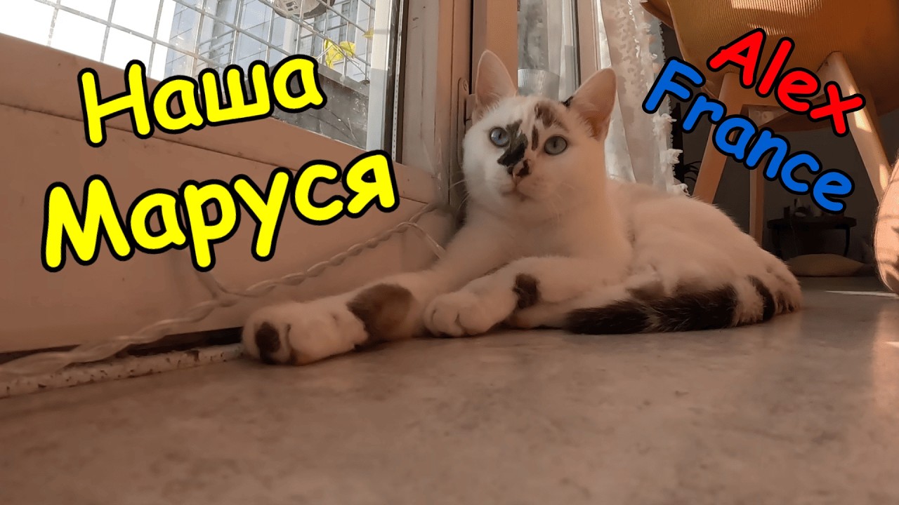 О питомце, детях, госуслугах | Жизнь во Франции