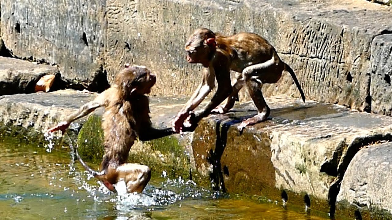 Funny play little monkey in pool