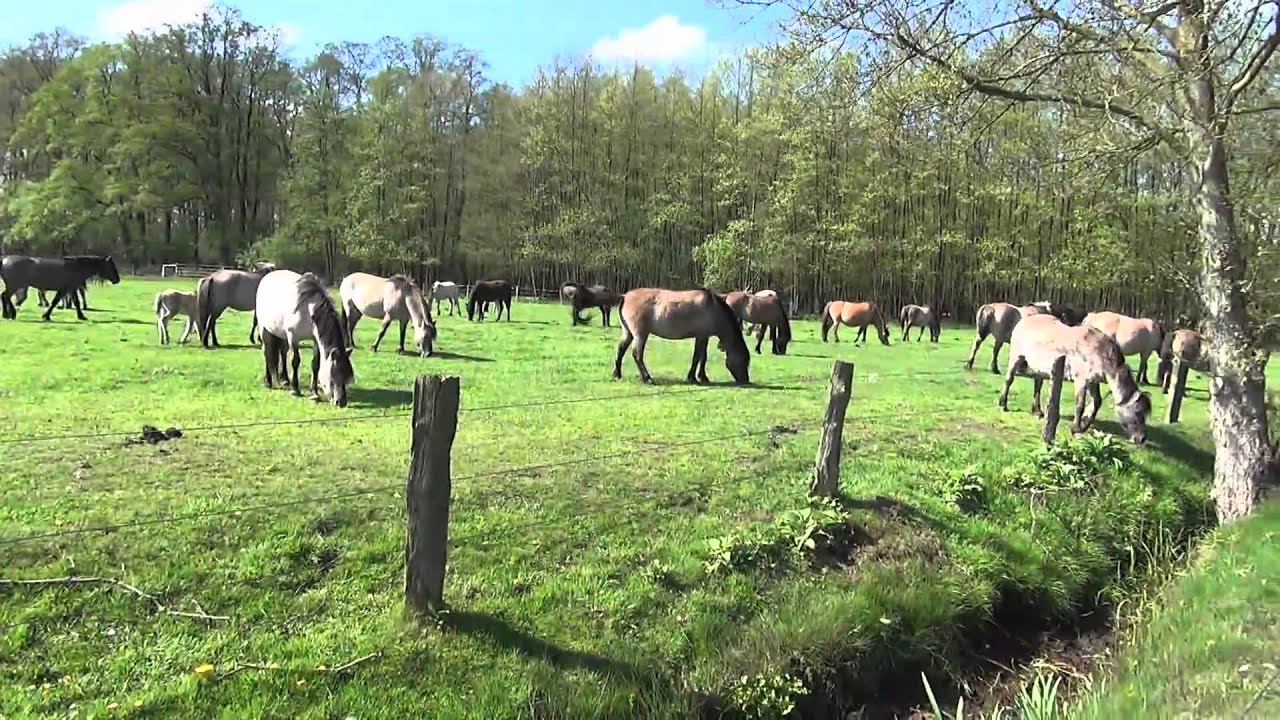 Dülmener Wildpferde 2014