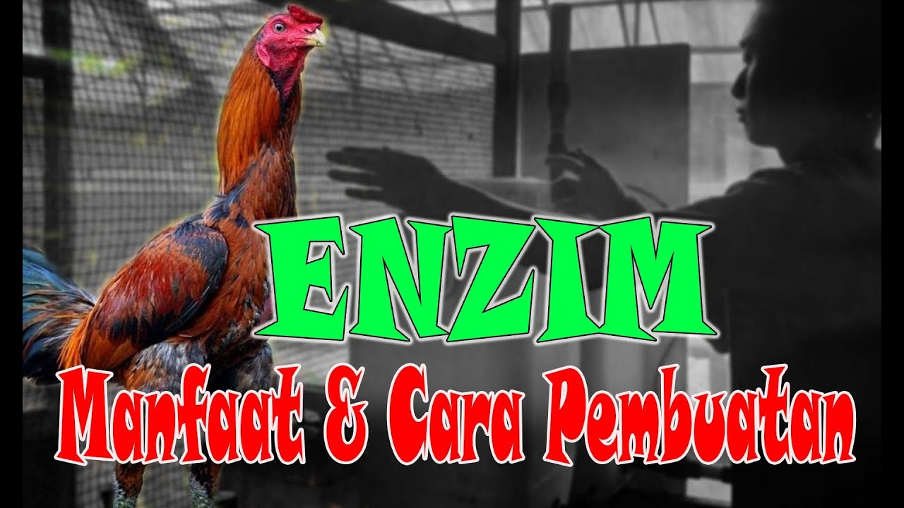ENZIM, Ayam Tumbuh Besar Dan Tinggi, Manfaat & Cara Pembuatannya ( Ala Maestro Terbukti JOsh,,,,)
