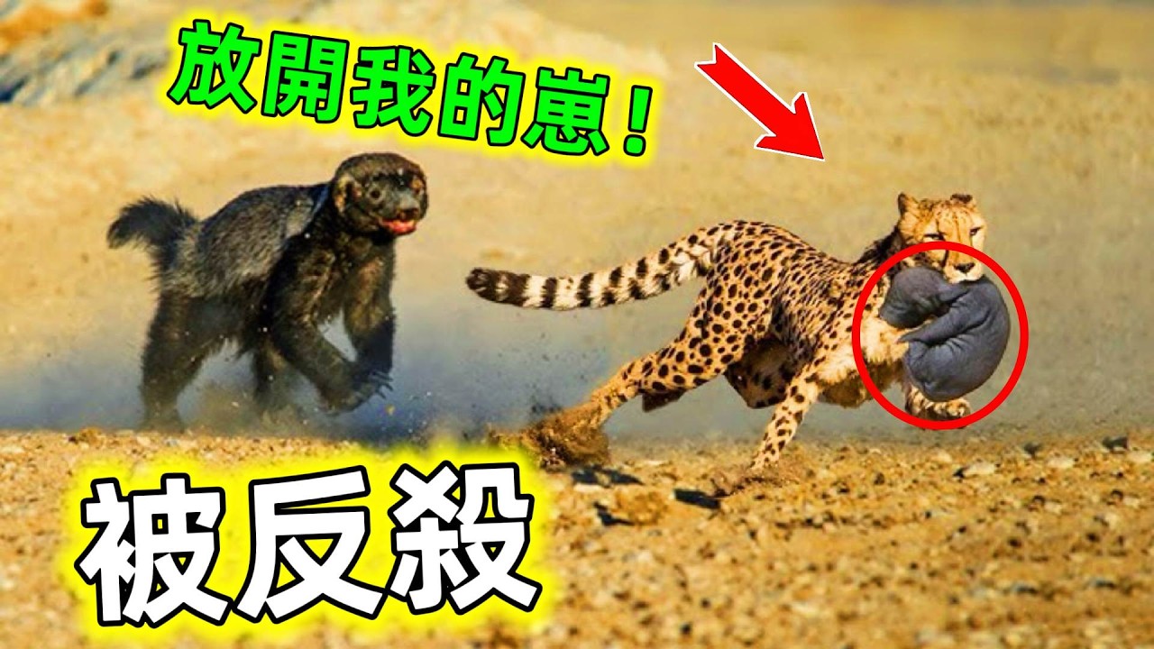 平頭哥對決名場面｜毒蛇當辣條鱷魚當點心，獅群見它都得繞路走#蜜獾 #蜜獾對決名場面 #平頭哥 #蜜獾對決 #動物科普 #動物解說 #世界之最 #王宇觀地球