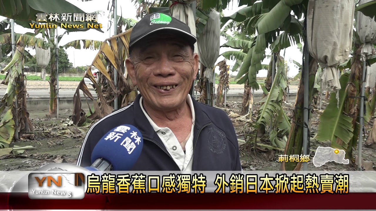 雲林新聞網-烏龍香蕉口感獨特 外銷日本掀起熱賣潮