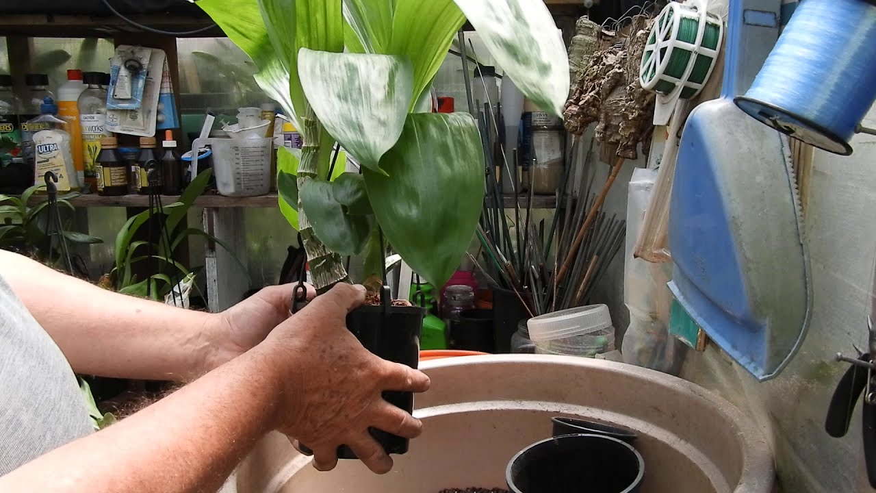 CATASETUM TYPE ORCHID .... POTTING UP