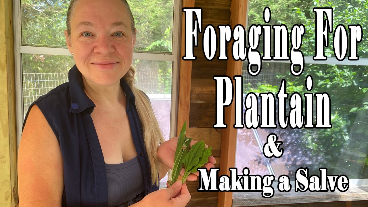 Foraging For Plantain & Making Salve