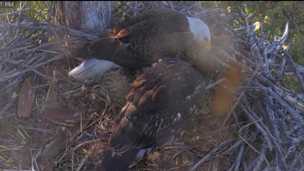 Clive brings big headless fish for lunch | Captiva Eagle Cam | Feb 20, 26