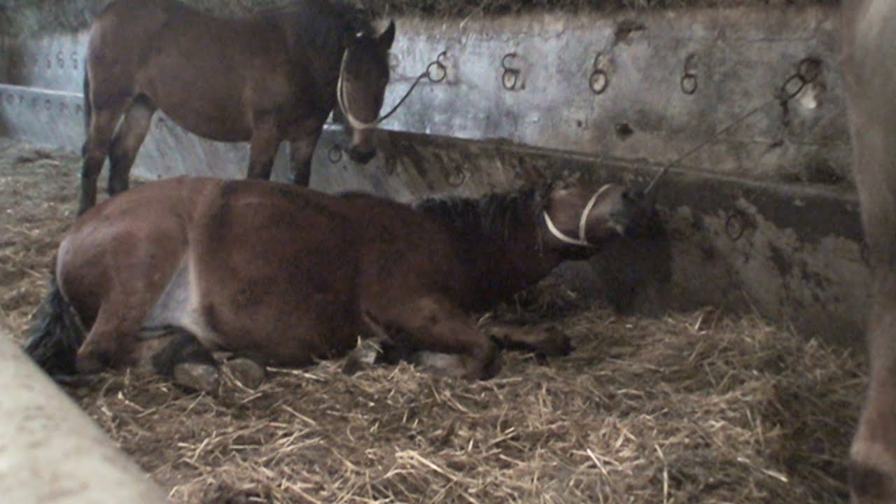 Horses fattened up frightened and treated like freight