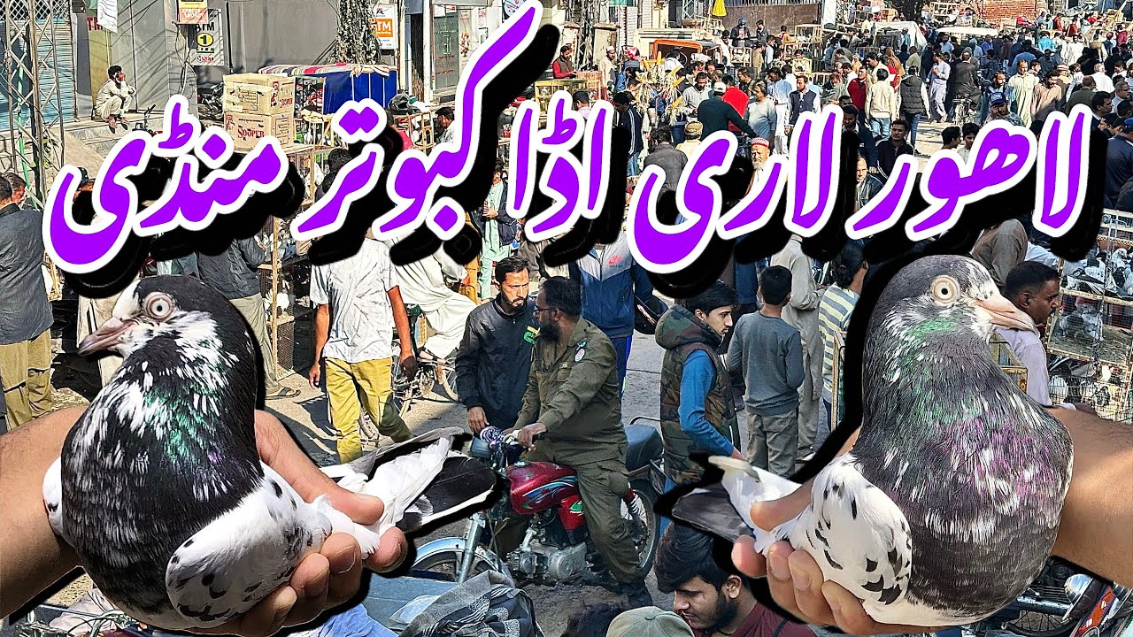 لاھور لاری اڈا کبوتر منڈی - Lahore Lari Adda Kabootar Mandi Latest Update