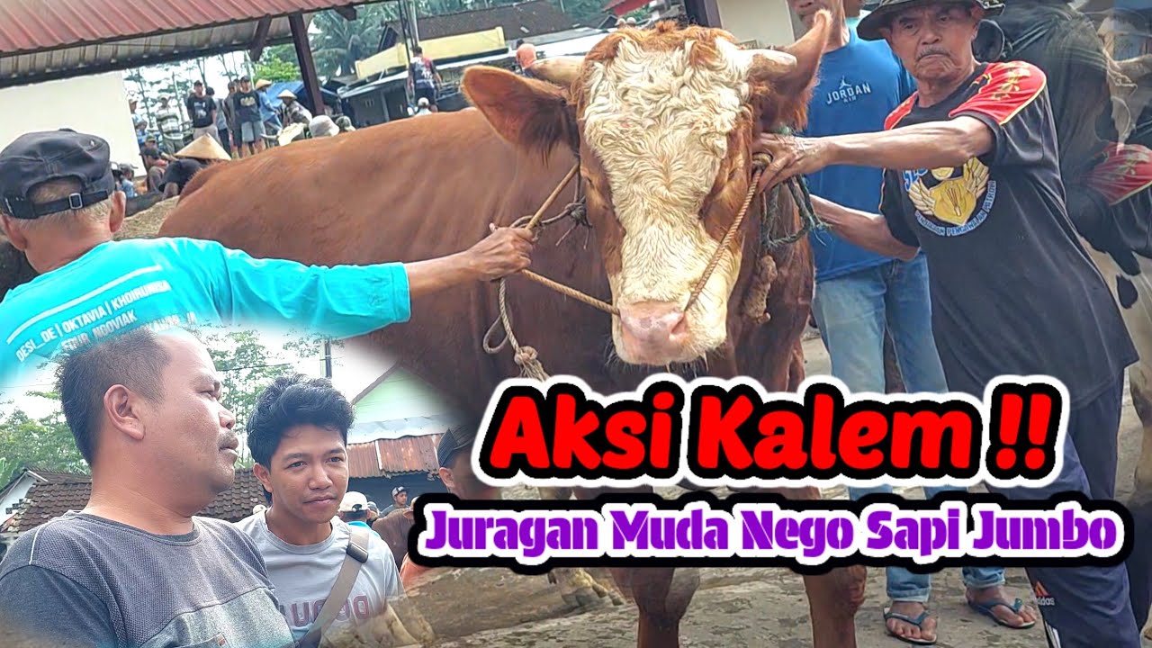 Aksi Kalem🔥🔥Nego Sapi Jumbo Juragan Muda Boyolali Mas Galih |Pasar Sapi Ampel Boyolali