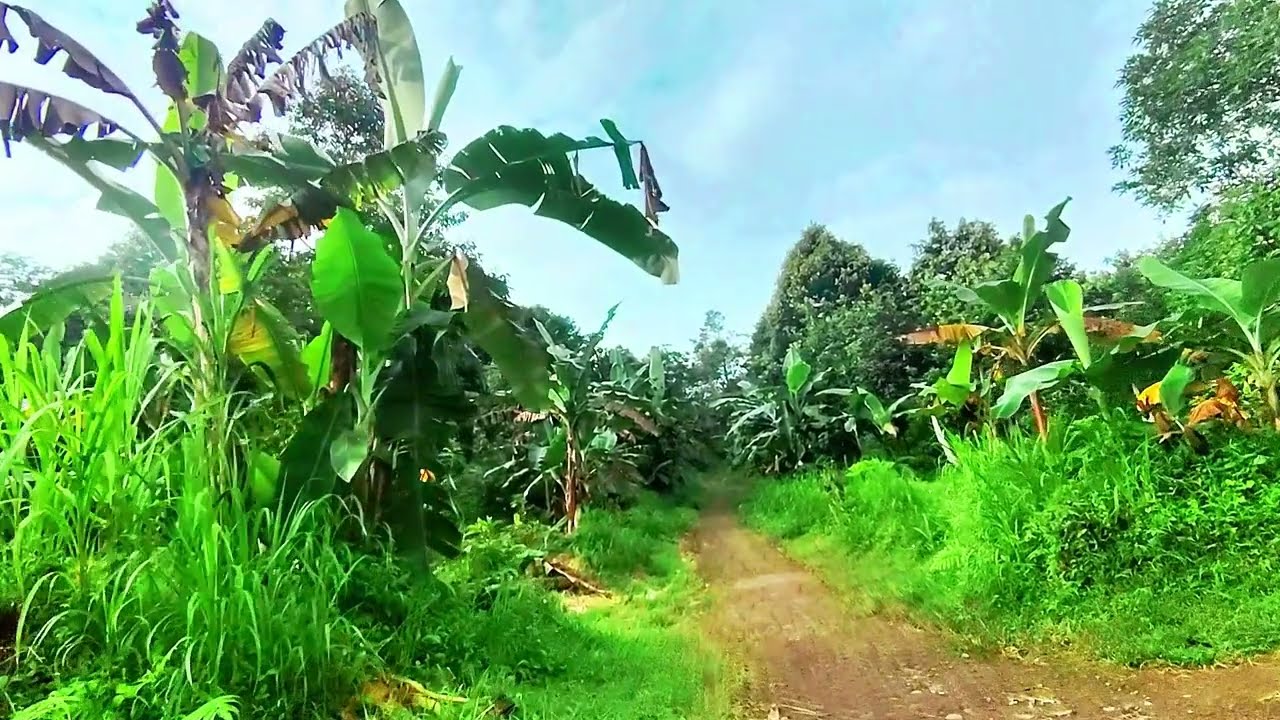 DINI KURNIA - GULU PEDOT - GERIGIS - FULL ALBUM KOPLO OSING BANYUWANGI VIRAL 2025