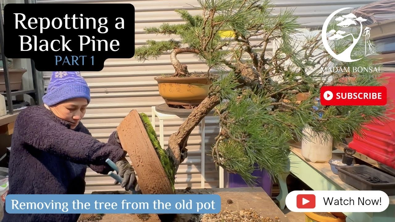 Repotting Black Pine Part 1 Removing the tree from the pot.