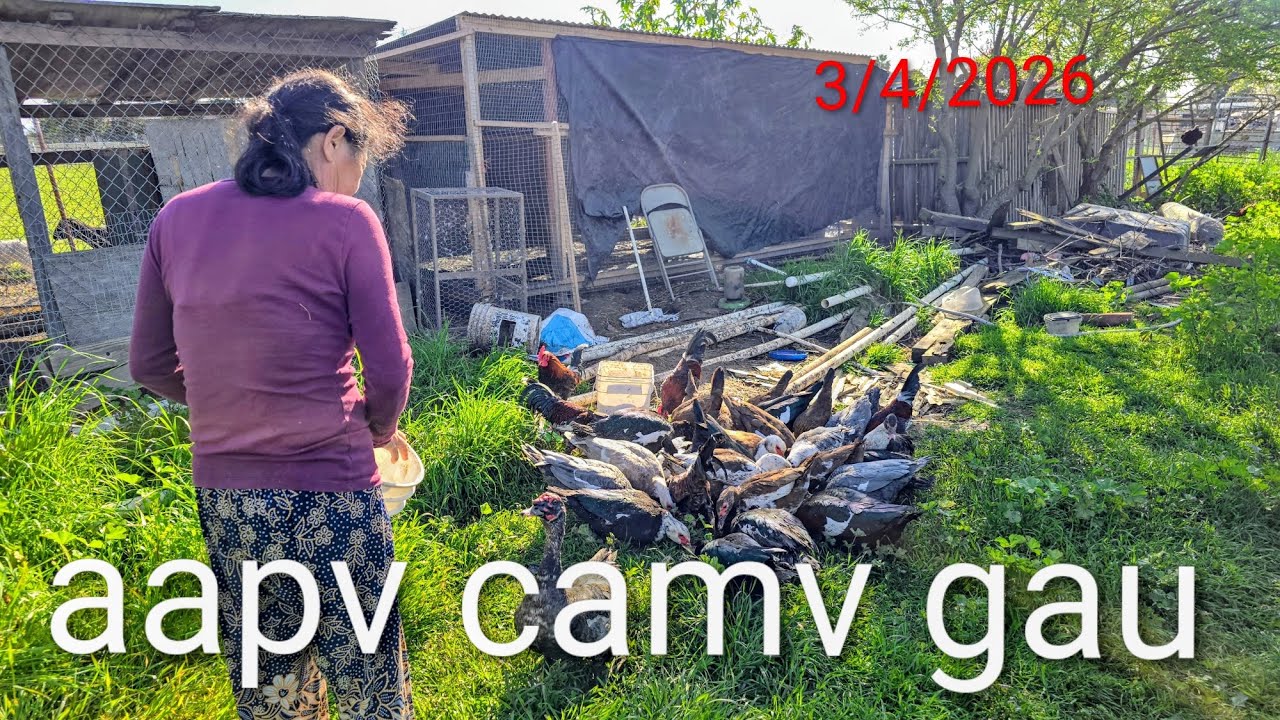 Iu-Mienh fun channel Ep 1754 aapv camv gau
