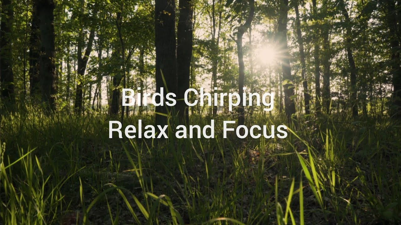 Birds Chirping | Relax and Focus | Peaceful Bird Sounds for Study, Work & Calm Mind