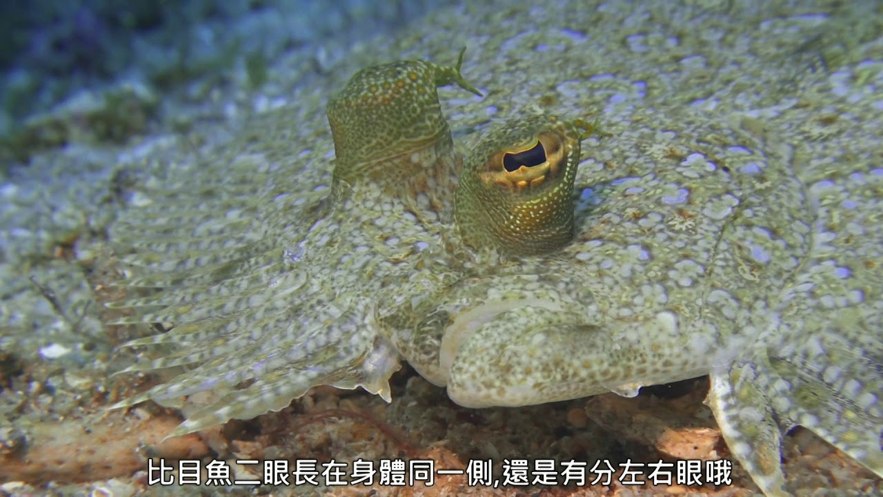 墾丁南灣海域珊瑚礁生態系調查監測_比目魚