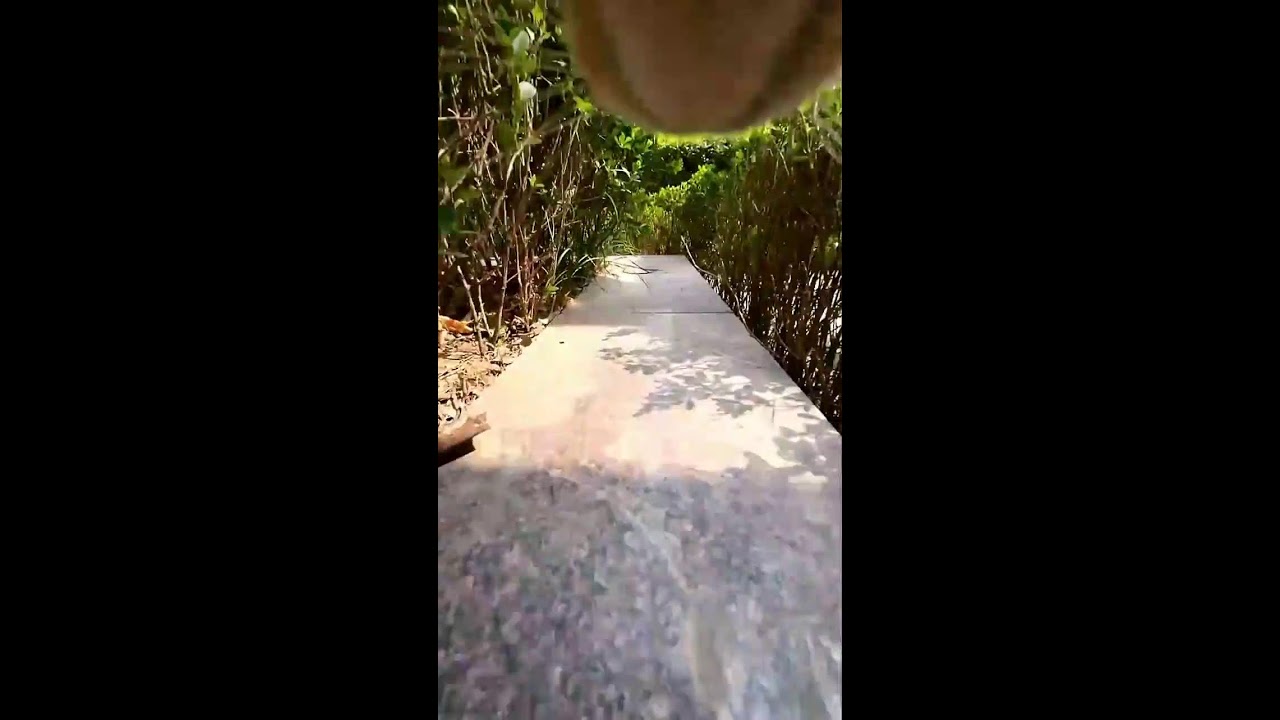 See the World Through a Cat's Eyes | Cat POV Cam Live