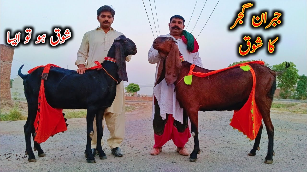 To Class Beetal Goats In Faisalabad- Big Goat - Beetal Goat Documentary